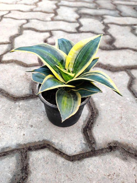 Sansevieria Trifasciata 'Golden Hahnii' 10 cm pot