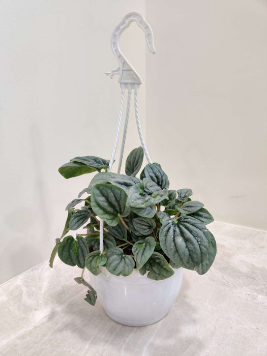 Pepromia Moonlight Hanging 15 cm pot