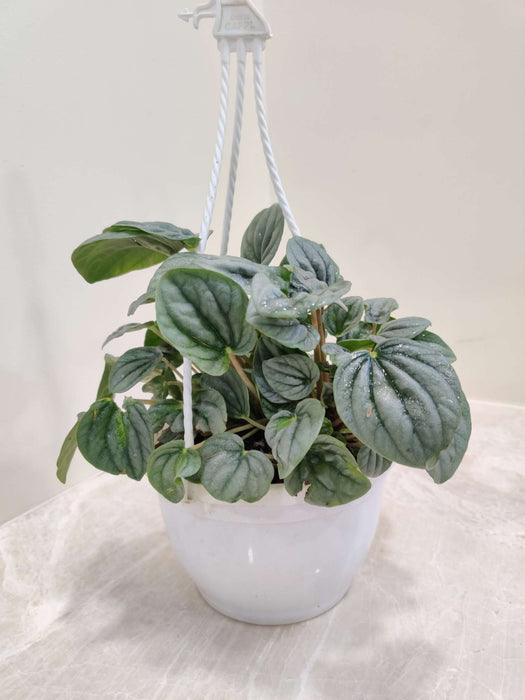 Pepromia Moonlight Hanging 15 cm pot