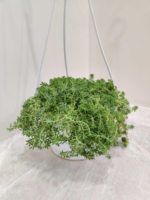 Sedum Hanging 15 cm pot