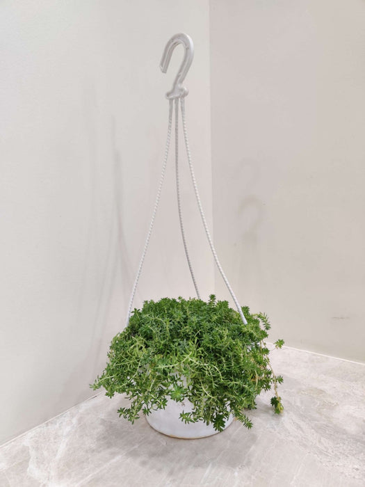 Sedum Hanging 15 cm pot