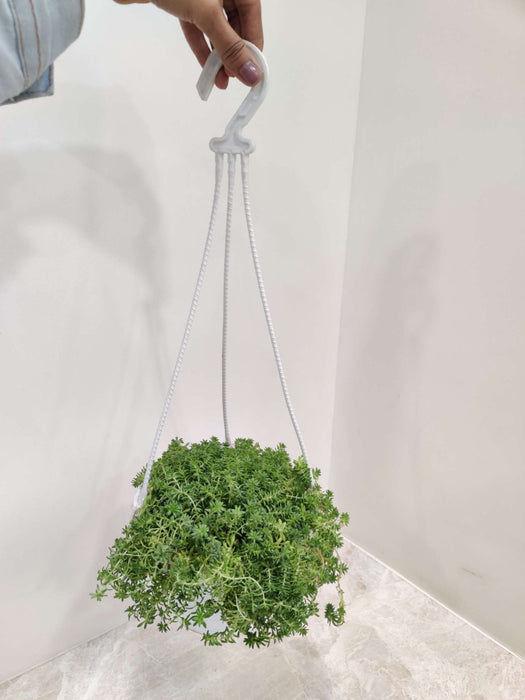 Sedum Hanging 15 cm pot