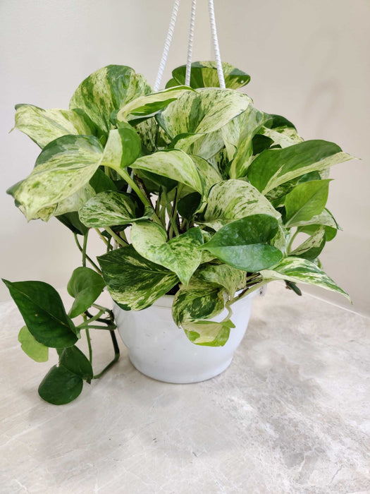 Money Plant Marbal Hanging 17 cm pot