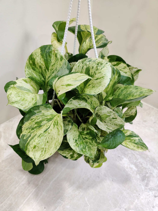 Money Plant Marbal Hanging 17 cm pot