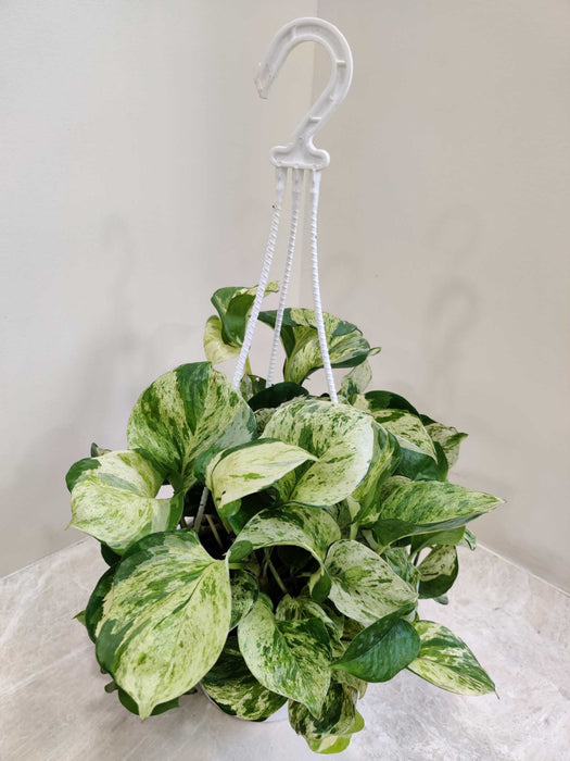 Money Plant Marbal Hanging 17 cm pot