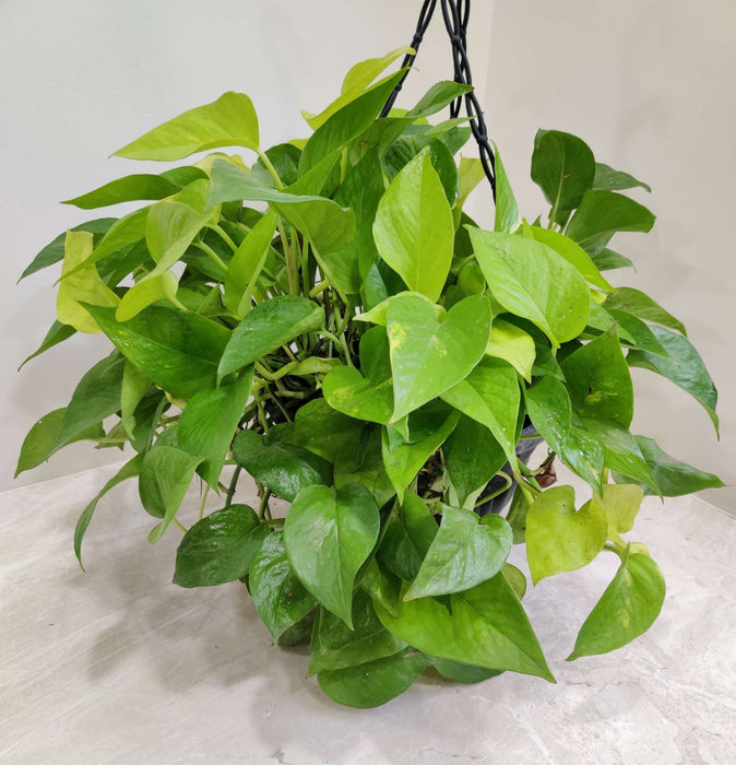 Money Plant Green Hanging 20 cm pot