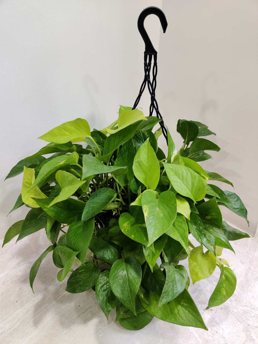 Money Plant Green Hanging 20 cm pot