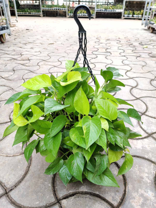 Money Plant Green Hanging 20 cm pot