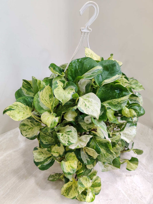 Money Plant Marbal Hanging 20 cm pot