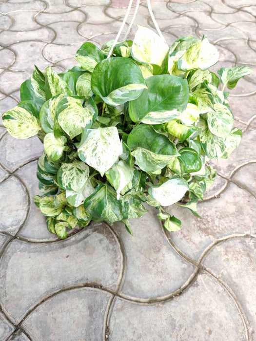 Money Plant Marbal Hanging 20 cm pot
