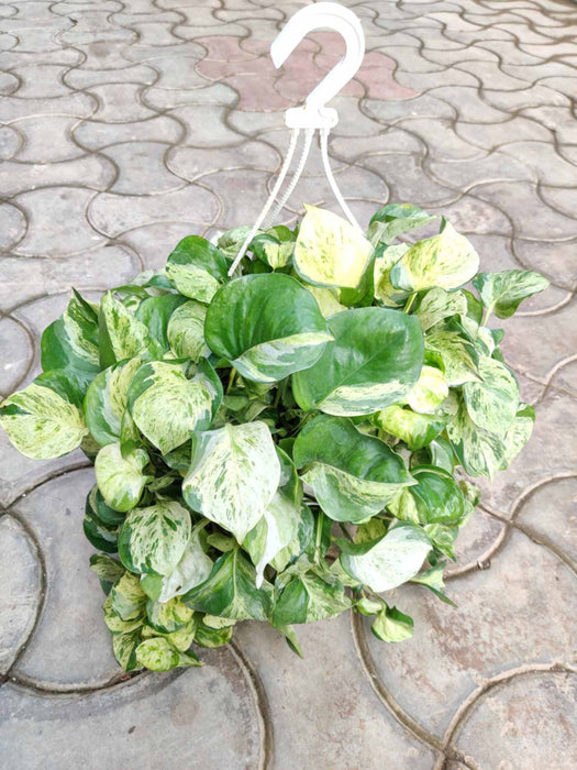 Money Plant Marbal Hanging 20 cm pot
