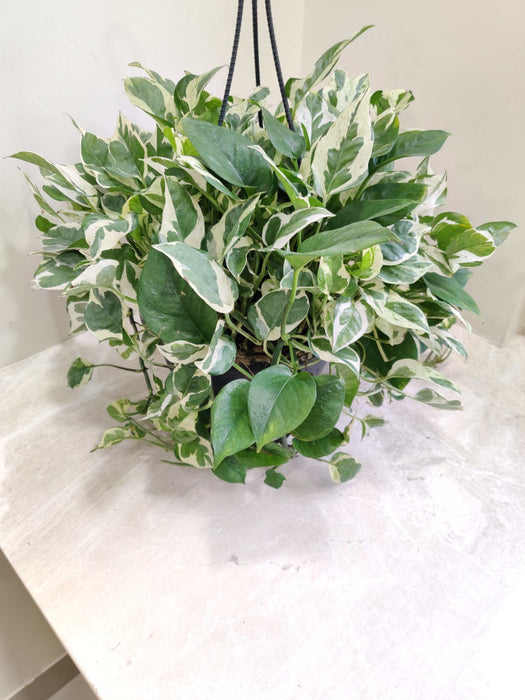 Money Plant Scindaspus Njoy Hanging 20 cm pot