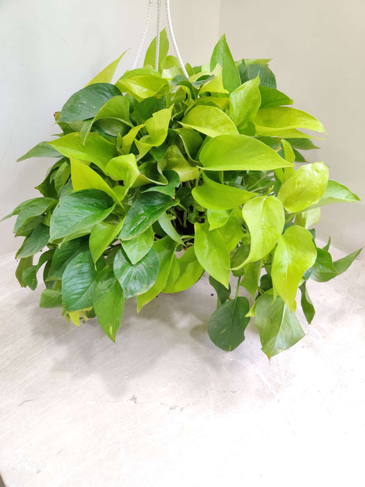 Money Plant Golden Hanging 20 cm pot