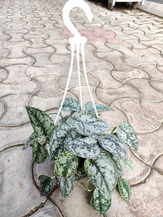 Money Plant Silver Satin Hanging 15 cm pot