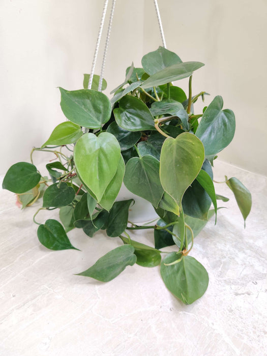 Oxy Cardium Green Hanging 17 cm pot