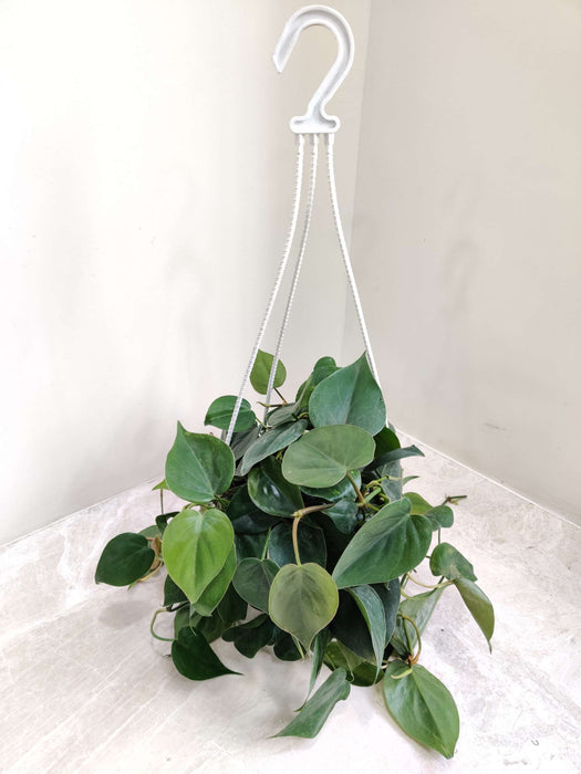 Oxy Cardium Green Hanging 17 cm pot