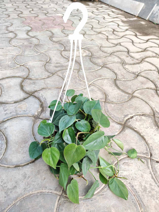 Oxy Cardium Green Hanging 17 cm pot