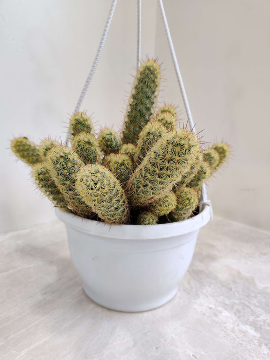 Mammillaria Elongata Cactus Hanging 17 cm pot