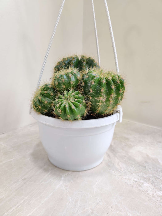 Chamaecereus Silvestrii Cactus Hanging 17 cm pot