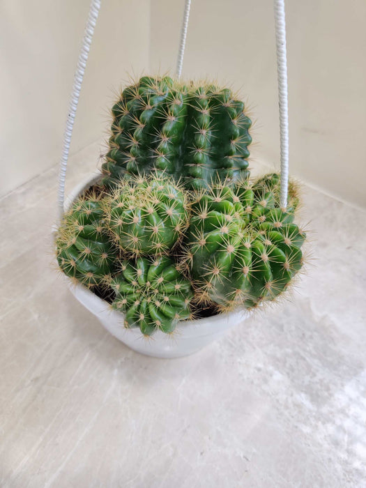 Chamaecereus Silvestrii Cactus Hanging 17 cm pot