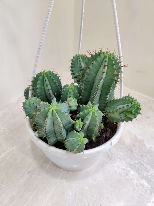 Euphorbia Horrida Cactus Hanging 17 cm pot