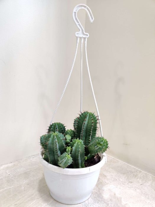 Euphorbia Horrida Cactus Hanging 17 cm pot