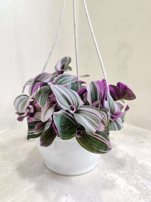 Tradescantia Zebrina Pendula 17 cm pot
