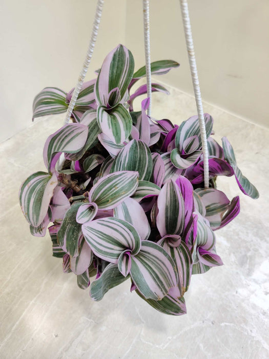 Tradescantia Zebrina Pendula 17 cm pot