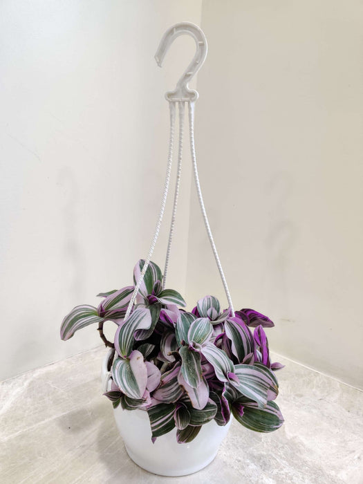 Tradescantia Zebrina Pendula 17 cm pot