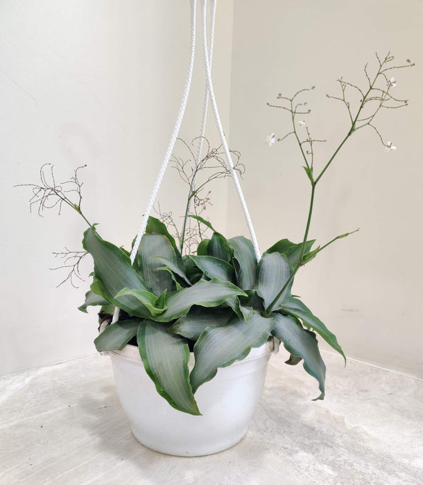 Tradescantia Hanging 17 cm pot