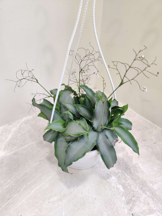 Tradescantia Hanging 17 cm pot