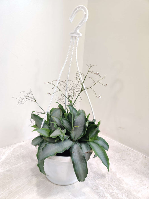 Tradescantia Hanging 17 cm pot