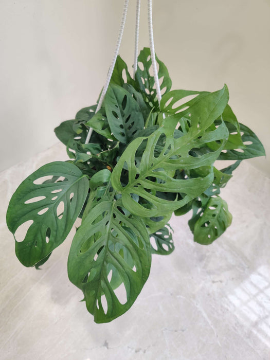 Monstrera Broken Hanging pot 15 cm