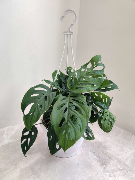 Monstrera Broken Hanging pot 15 cm