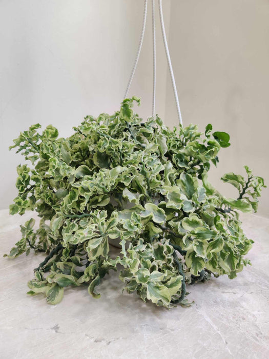 Pedilanthus Hanging 17 cm pot