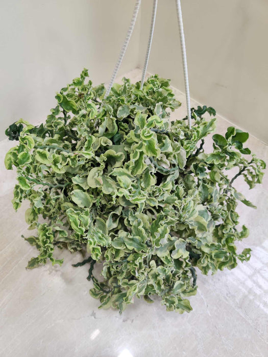 Pedilanthus Hanging 17 cm pot