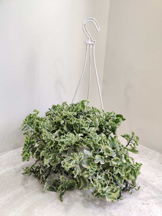 Pedilanthus Hanging 17 cm pot
