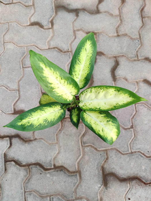 Dieffenbachia Dumbcane 8.5 cm pot