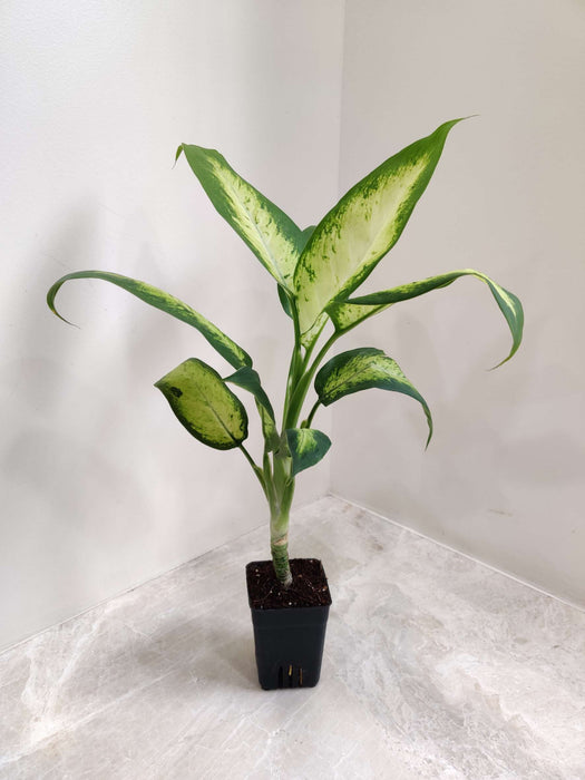 Dieffenbachia Dumbcane 8.5 cm pot