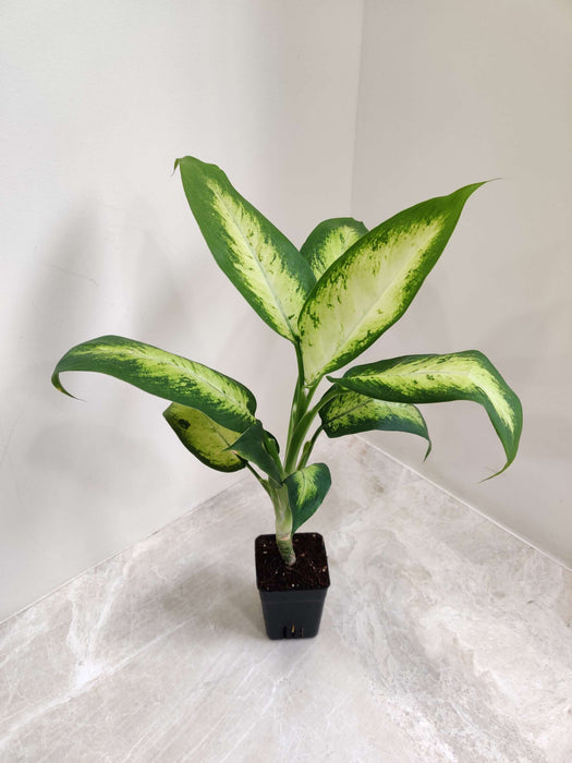 Dieffenbachia Dumbcane 8.5 cm pot