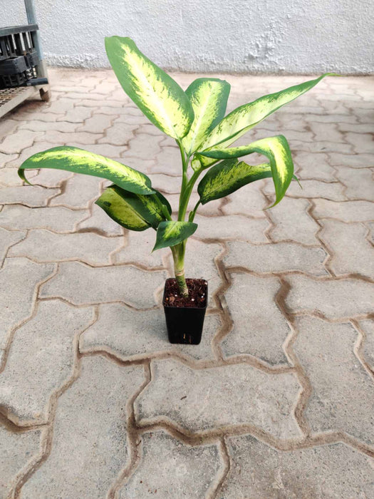 Dieffenbachia Dumbcane 8.5 cm pot