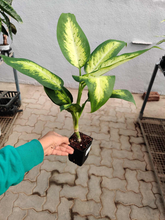 Dieffenbachia Dumbcane 8.5 cm pot