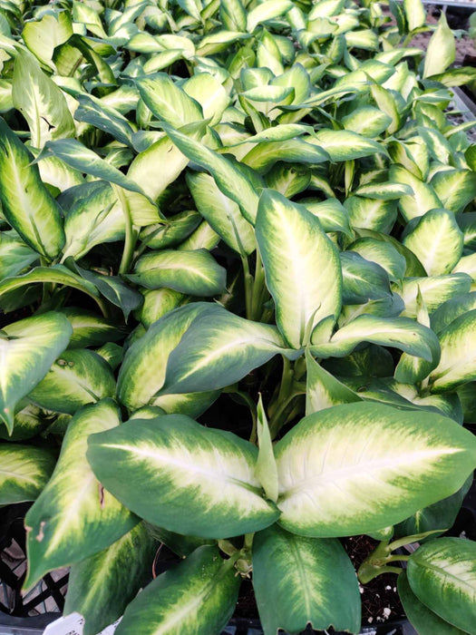 Dieffenbachia Dumbcane 8.5 cm pot
