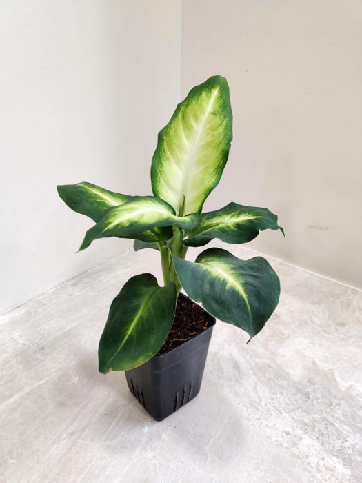 Dieffenbachia 'White Flame' 8.5 cm pot