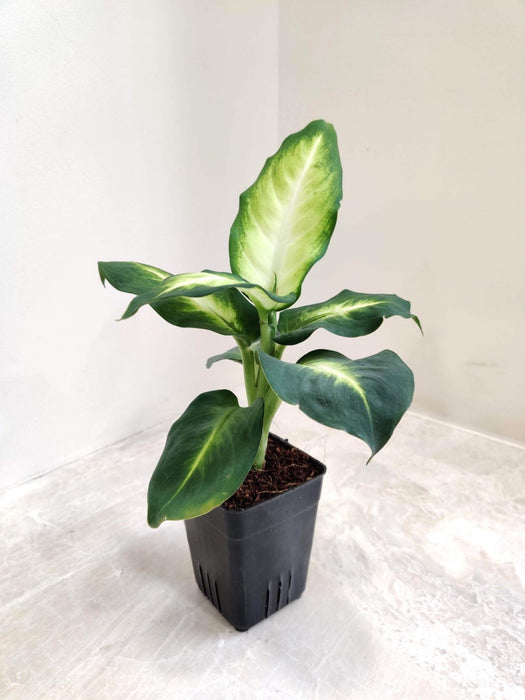 Dieffenbachia 'White Flame' 8.5 cm pot