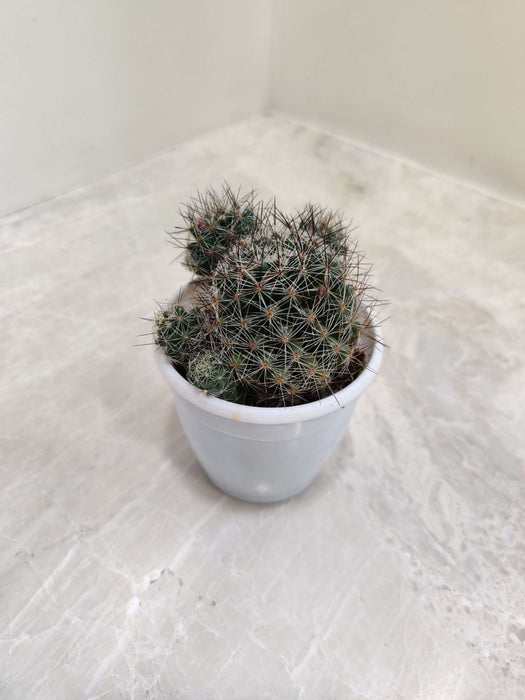 Mammillaria Discolor 7 cm pot