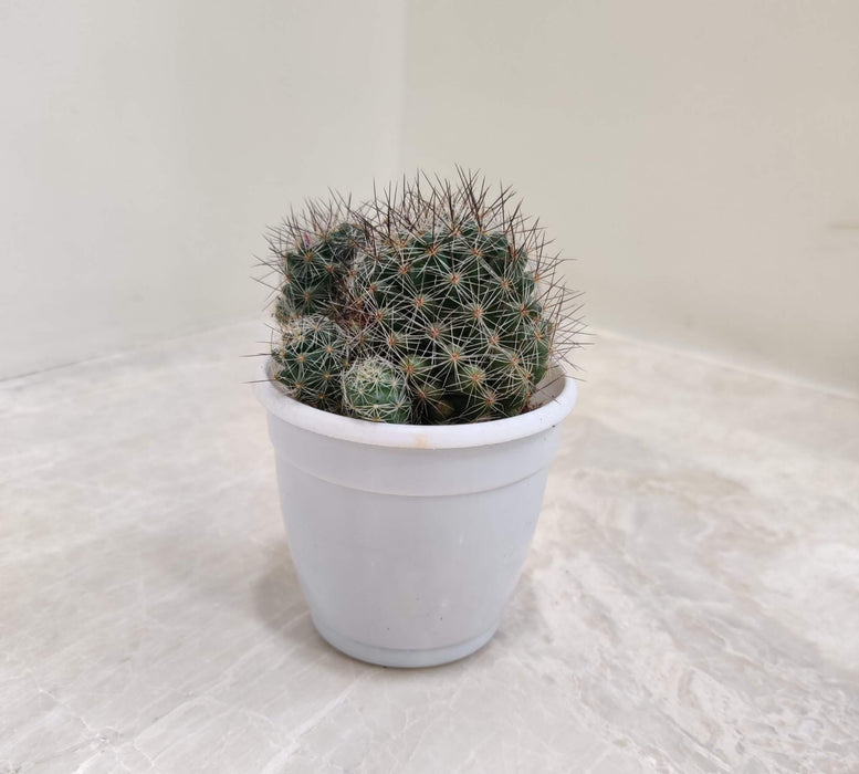 Mammillaria Discolor 7 cm pot