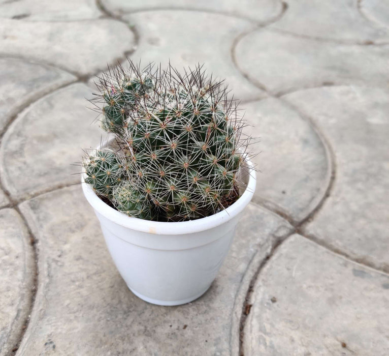 Mammillaria Discolor 7 cm pot