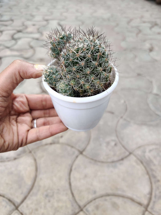 Mammillaria Discolor 7 cm pot