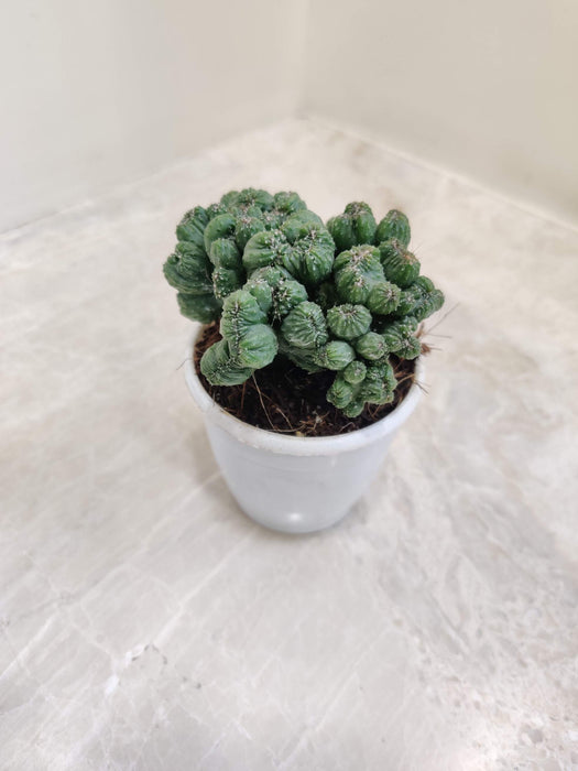 Cereus Forbesii Monstrose 7 cm pot